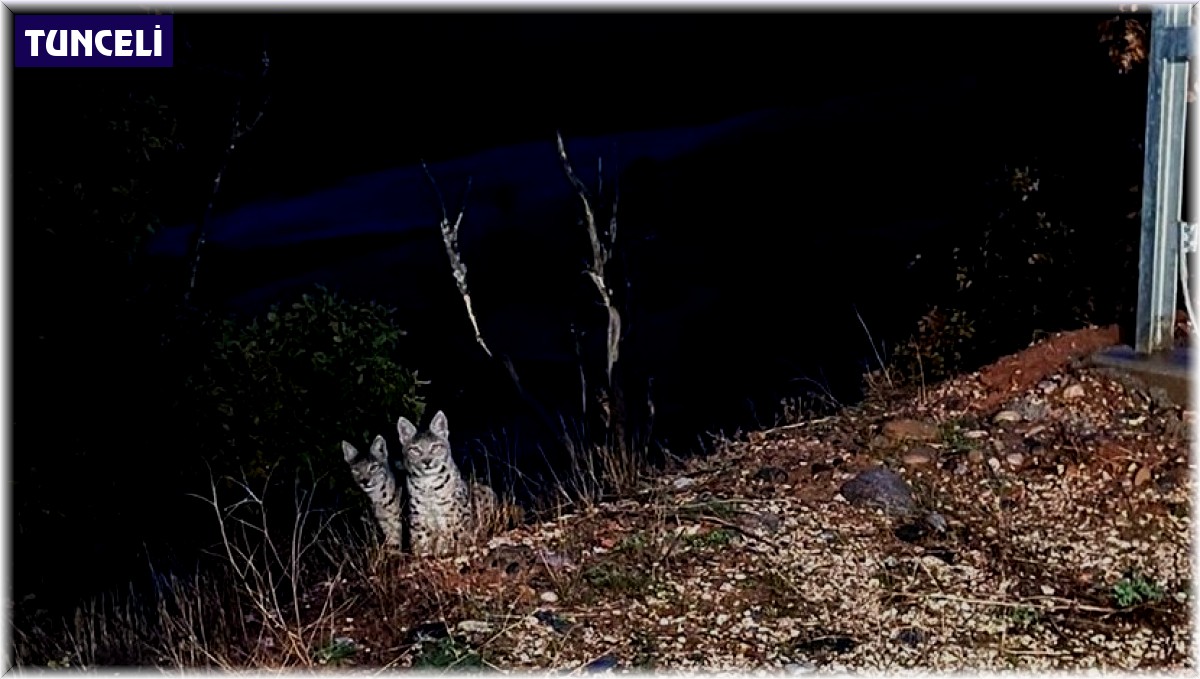 Tunceli'de kırmızı listede yer alan anne ve yavru vaşak görüntülendi