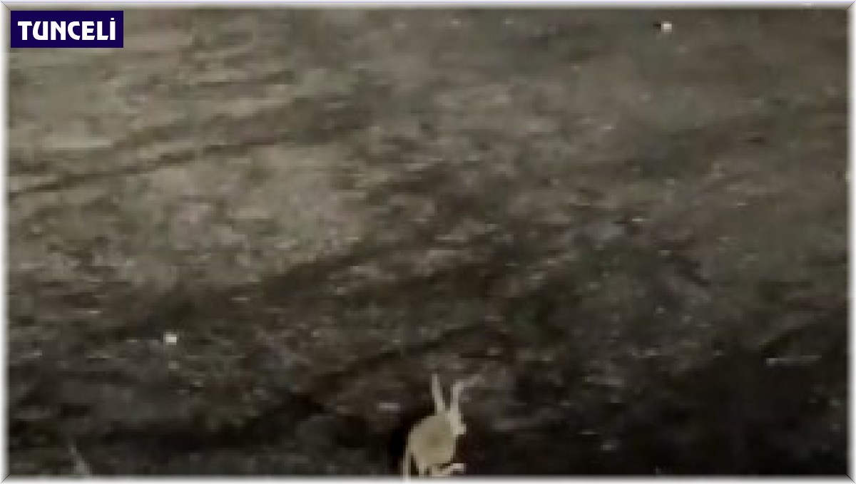 Tunceli'de kırmızı listedeki Arap tavşanı görüntülendi