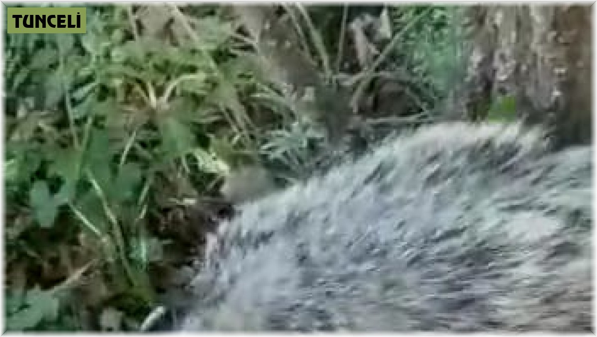 Tunceli'de kırmızı listedeki porsuk görüntülendi