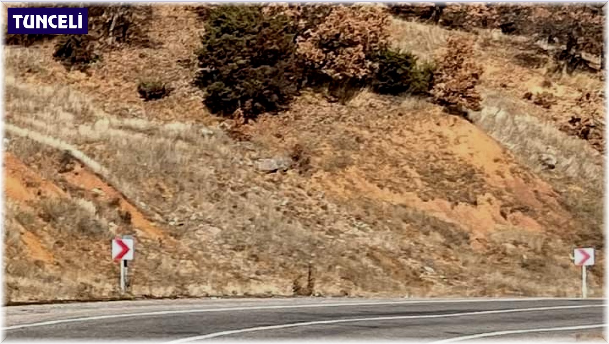 Tunceli'de kırmızı listedeki vaşak fotoğraflandı