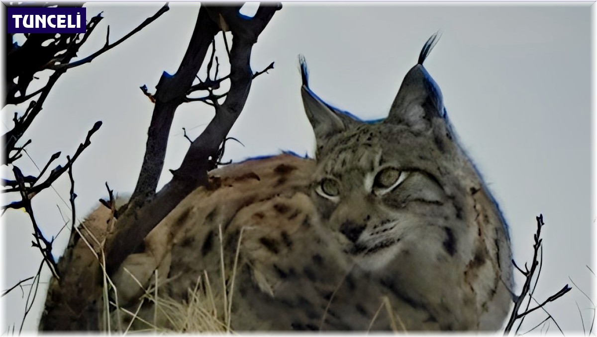 Tunceli'de kırmızı listedeki vaşak fotoğraflandı