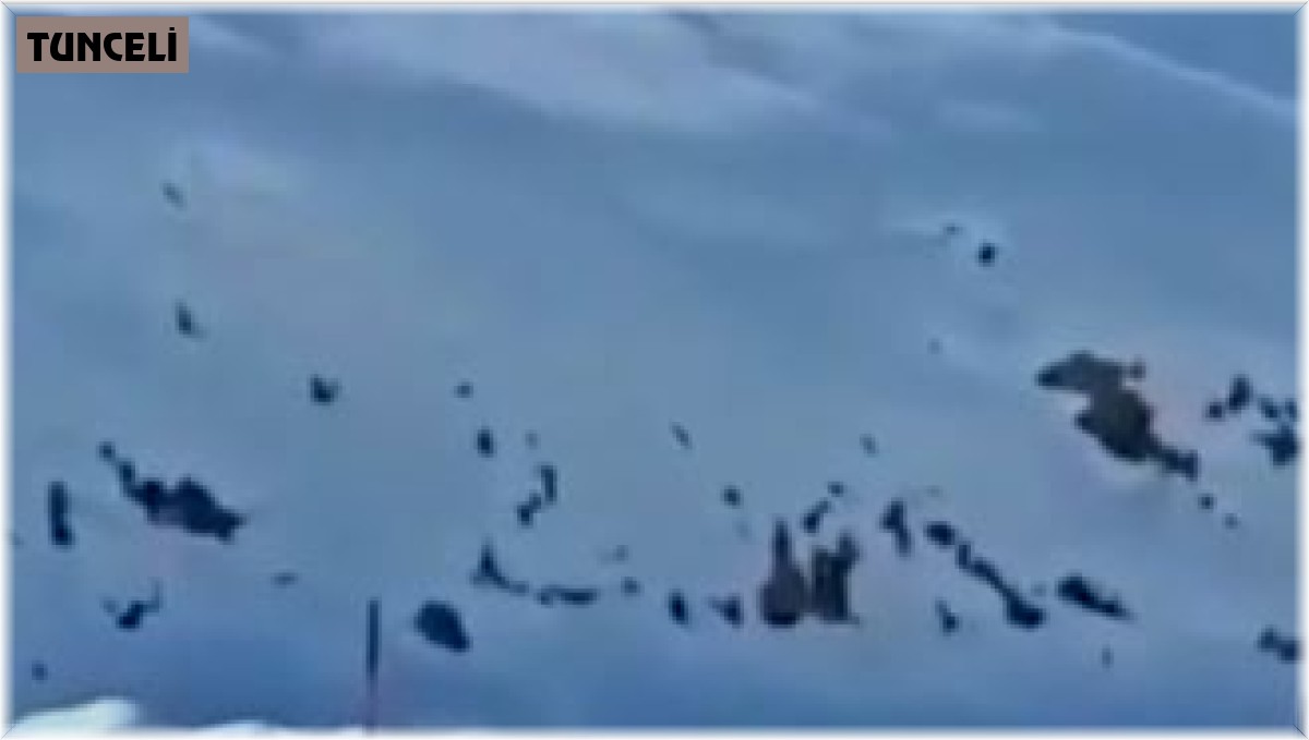 Tunceli'de kış uykusundan erken uyanmış boz ayılar görüntülendi