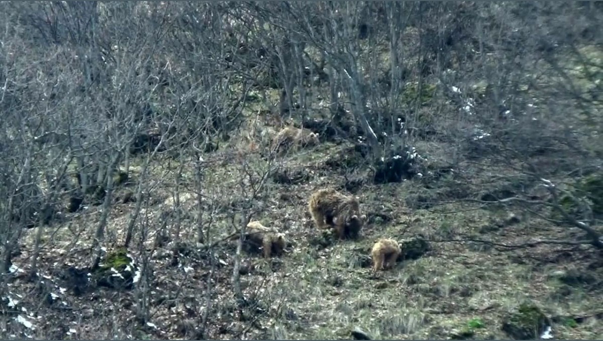 Tunceli'de kış uykusundan uyanan ayılar yiyecek ararken görüntülendi