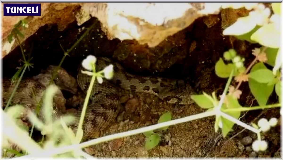 Tunceli'de kocabaş yılanı görüntülendi