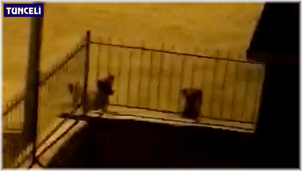 Tunceli'de köpeklerden kaçan dağ keçisi bina bahçesine sığındı