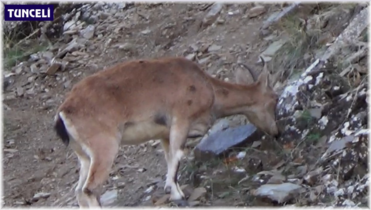 Tunceli'de, koruma altında bulunan yaban keçileri görüntülendi