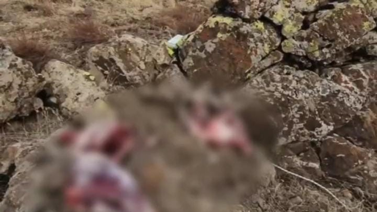 Tunceli'de koruma altındaki 2 yaban keçisini avlayanlara 1 milyon 300 bin lira para cezası