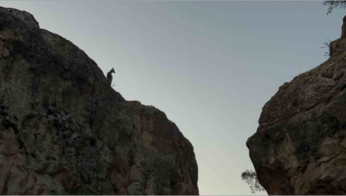 Tunceli'de koruma altındaki dağ keçileri görüntülendi