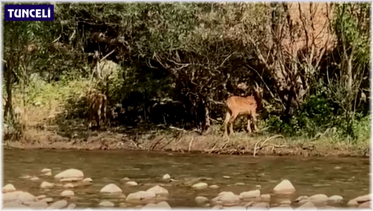 Tunceli'de koruma altındaki yaban keçileri görüntülendi