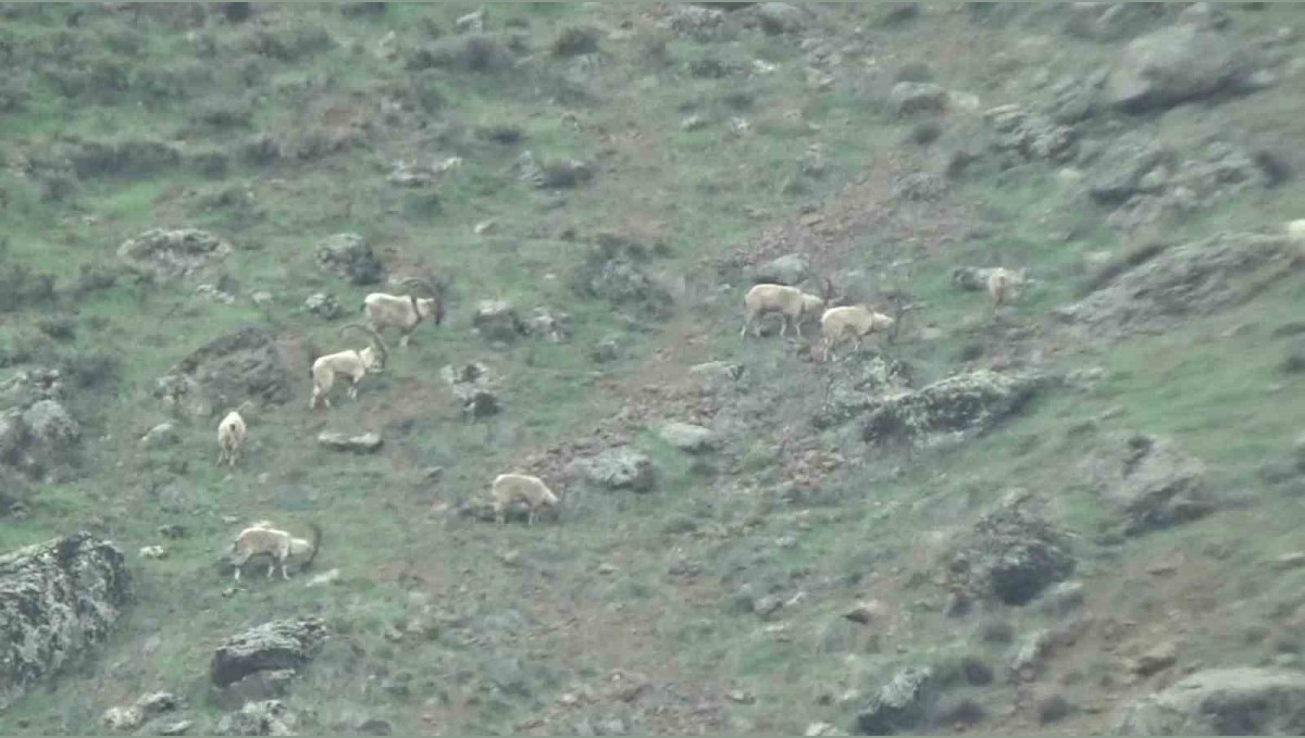 Tunceli'de koruma altındaki yaban keçileri sürü halinde görüntülendi