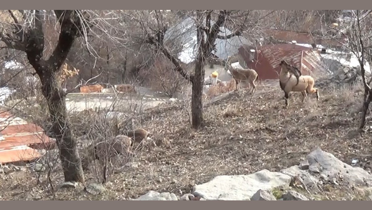 Tunceli'de, koruma altındaki yaban keçileri yerleşim yerlerine kadar indi
