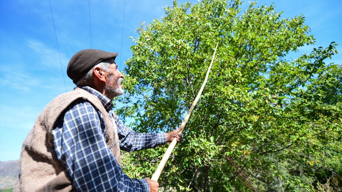 Tunceli'de köylülerin zorlu ceviz hasadı başladı