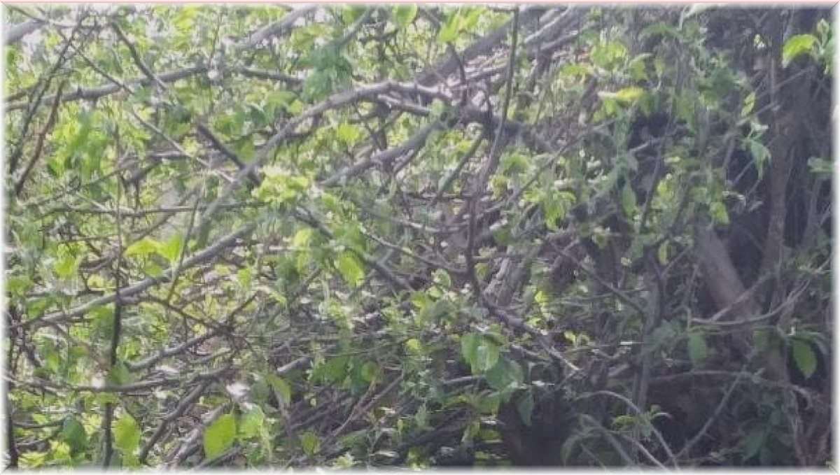 Tunceli'de kulaklı orman baykuşu fotoğraflandı