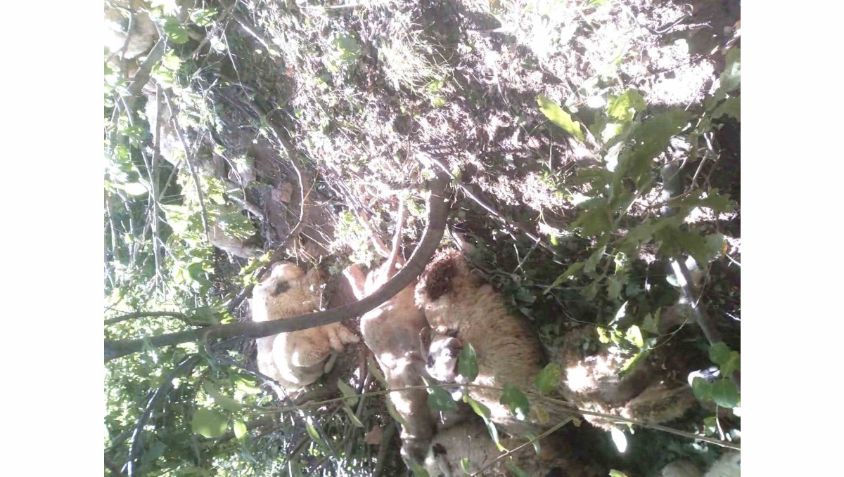 Tunceli'de kurt saldırısı sonucu oluşan izdihamda 30 koyun telef oldu