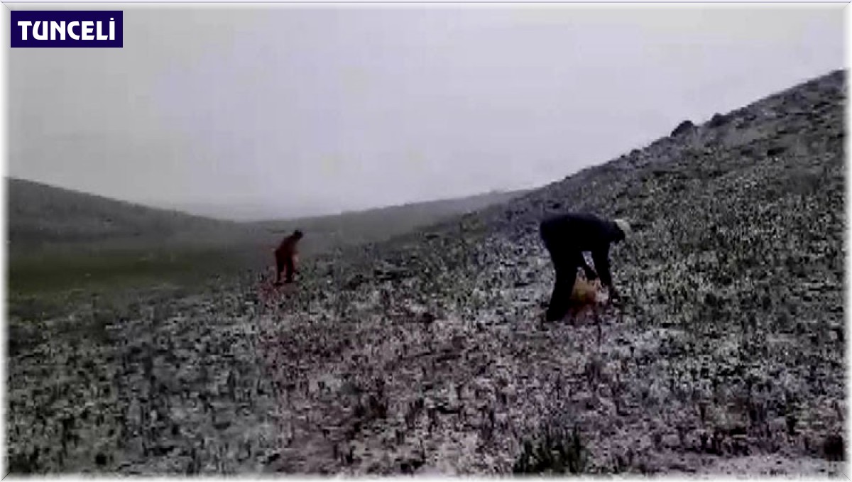 Tunceli'de mayısın ortasında kar yağdı