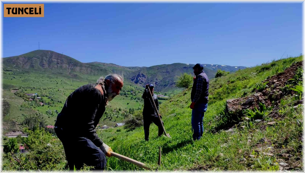 Tunceli'de meyve fidanları toprakla buluştu