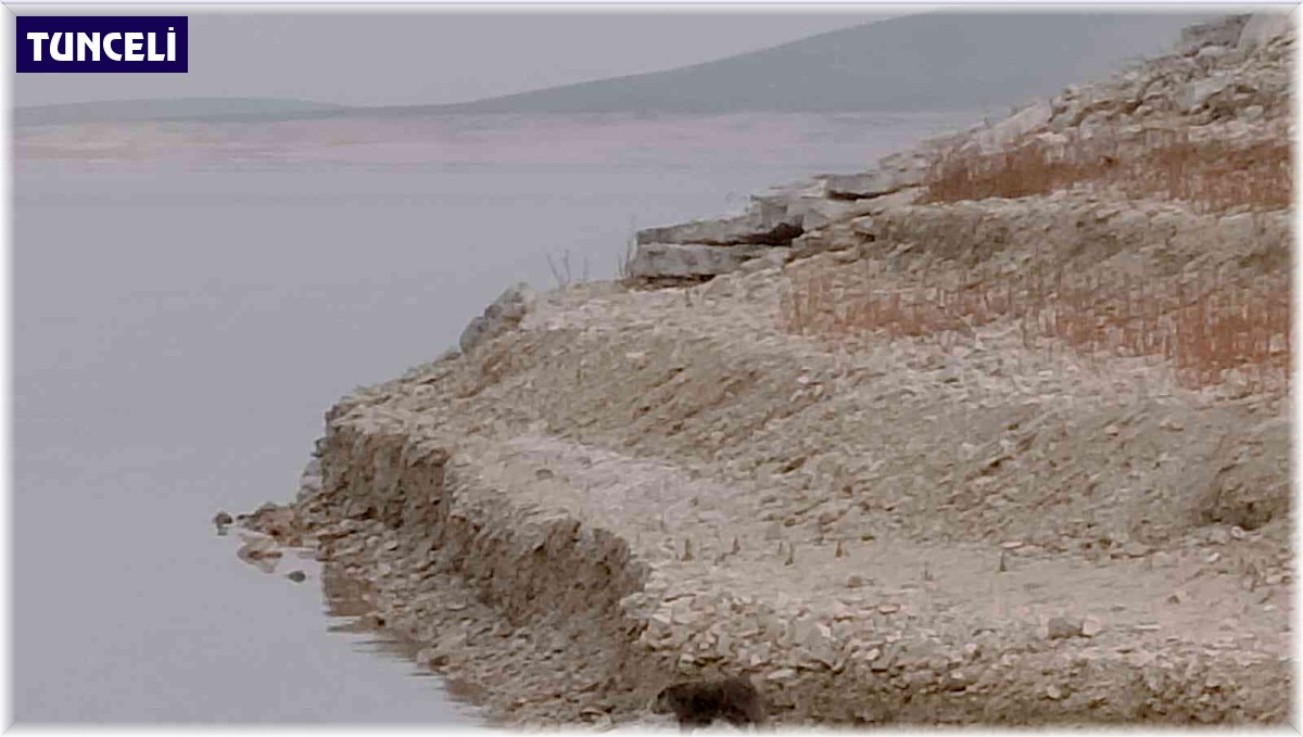 Tunceli'de nesli tükenme altında olan su samuru görüldü
