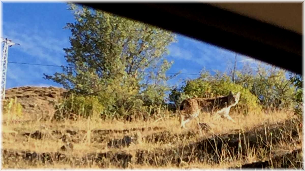 Tunceli'de nesli tükenme tehlikesi altında bulunan vaşak görüntülendi