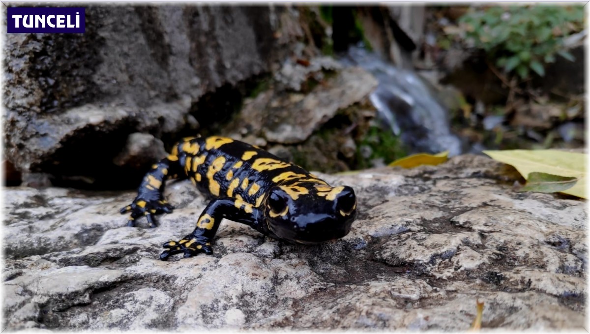 Tunceli'de nesli tükenme tehlikesinde olan 'Türk Semenderi' görüldü