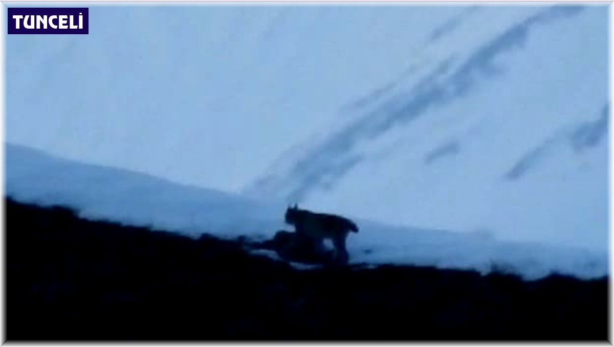 Tunceli'de nesli tükenmekte olan vaşak görüntülendi