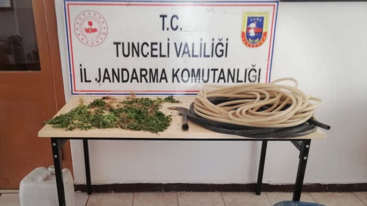Tunceli'de ormanlık alanda kenevir yetiştiren kişi gözaltına alındı