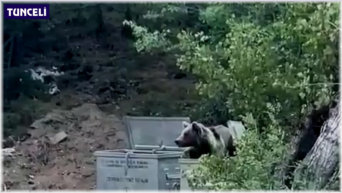 Tunceli'de piknik yapan vatandaşlara 'ayı' sürprizi