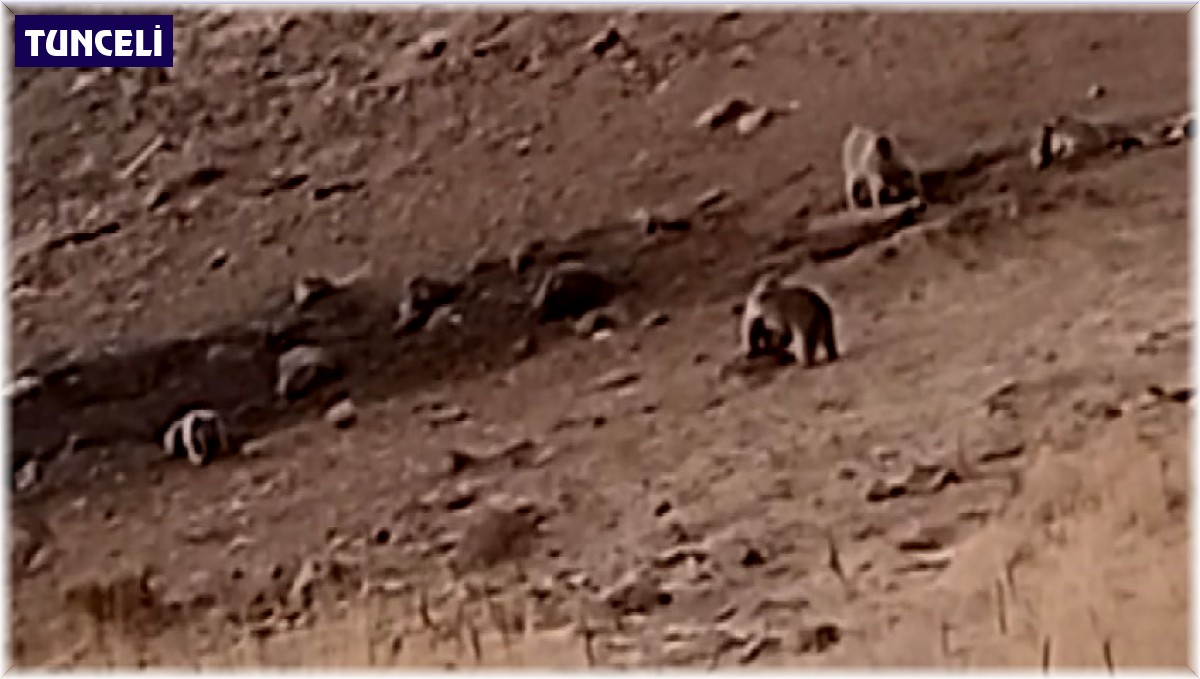 Tunceli'de sakatat için ziyaretgaha gelen 4 boz ayı görüntülendi