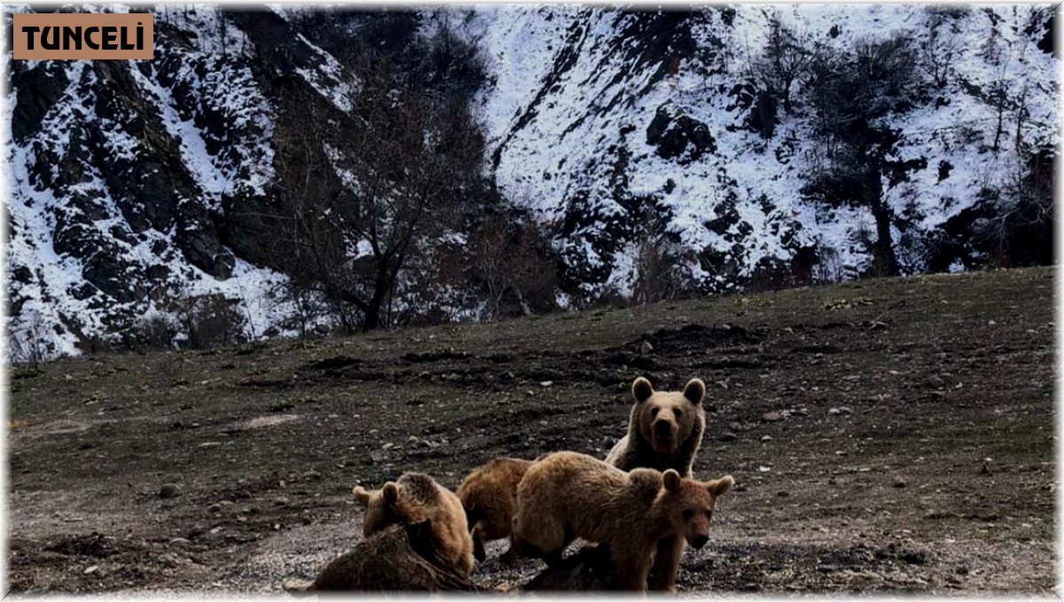 Tunceli'de şamua ve ayılar fotoğraflandı