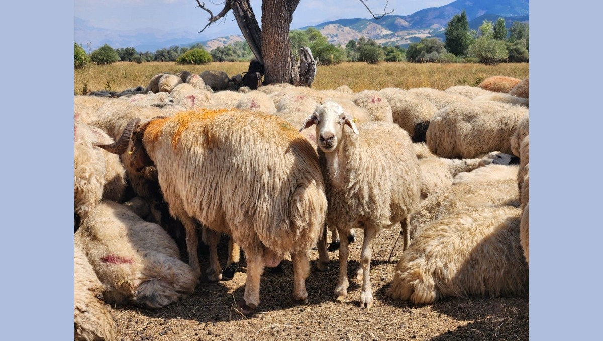 Tunceli'de şap hastalığı nedeniyle uygulanan hayvan hareket kısıtlamaları kaldırıldı