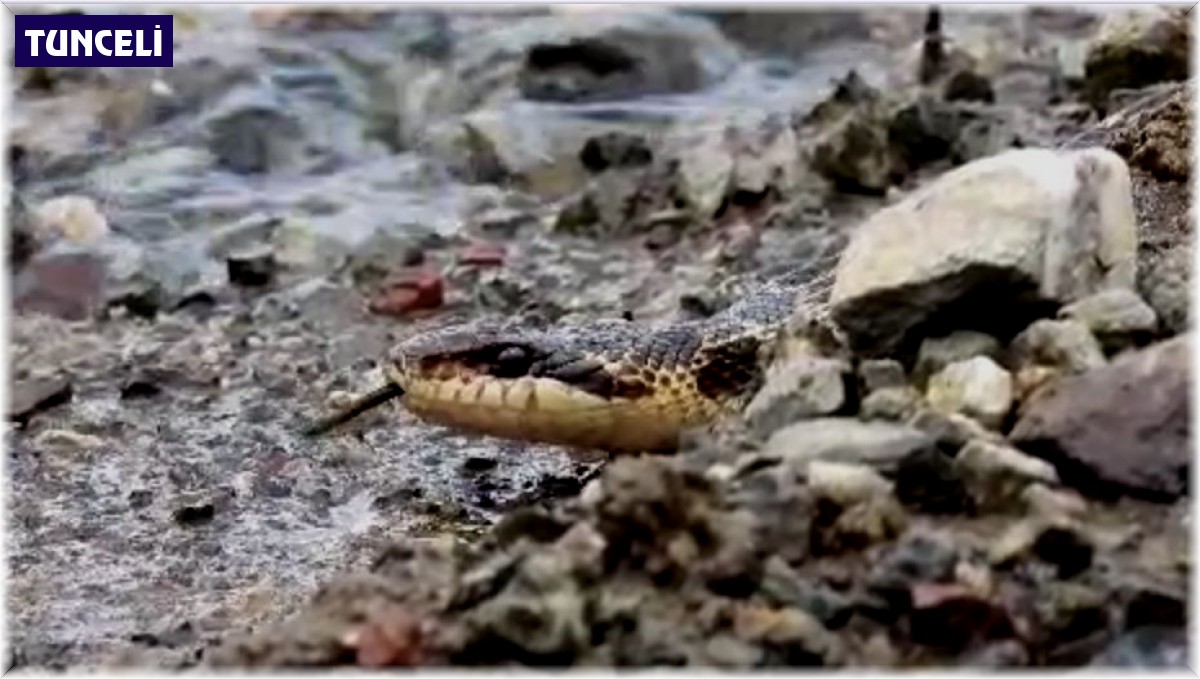Tunceli'de sarı yılan görüntülendi