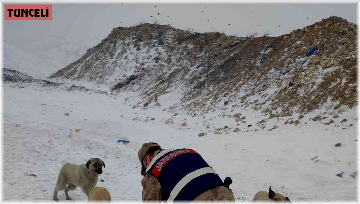 Tunceli'de soğuk günlerde sokak hayvanları unutulmuyor