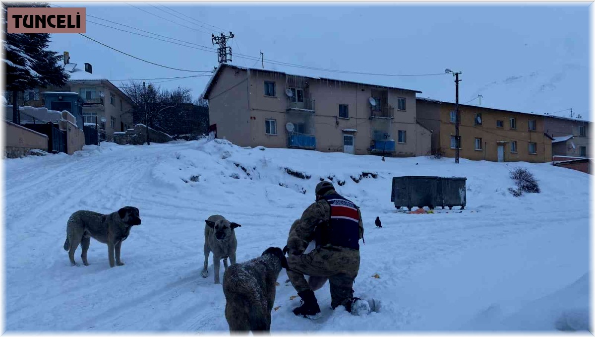 Tunceli'de sokak hayvanlarına Mehmetçik şefkati