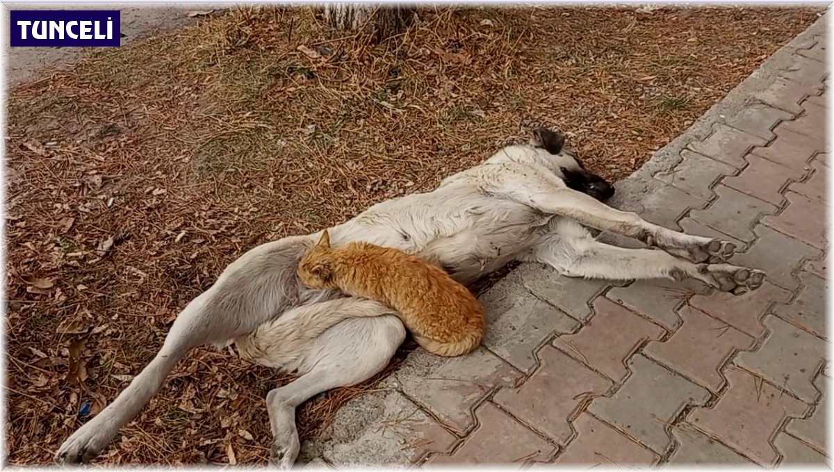 Tunceli'de sokak köpeği, kediyi emzirdi
