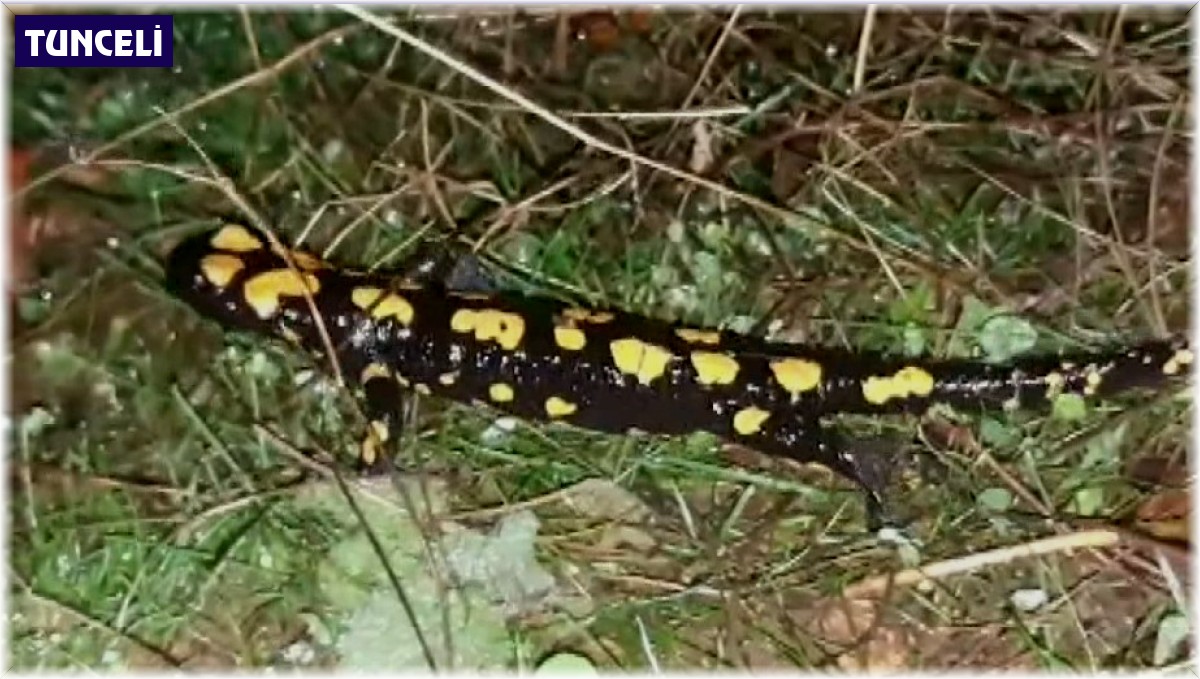 Tunceli'de soyu tehlikede olan benekli semender görüntülendi