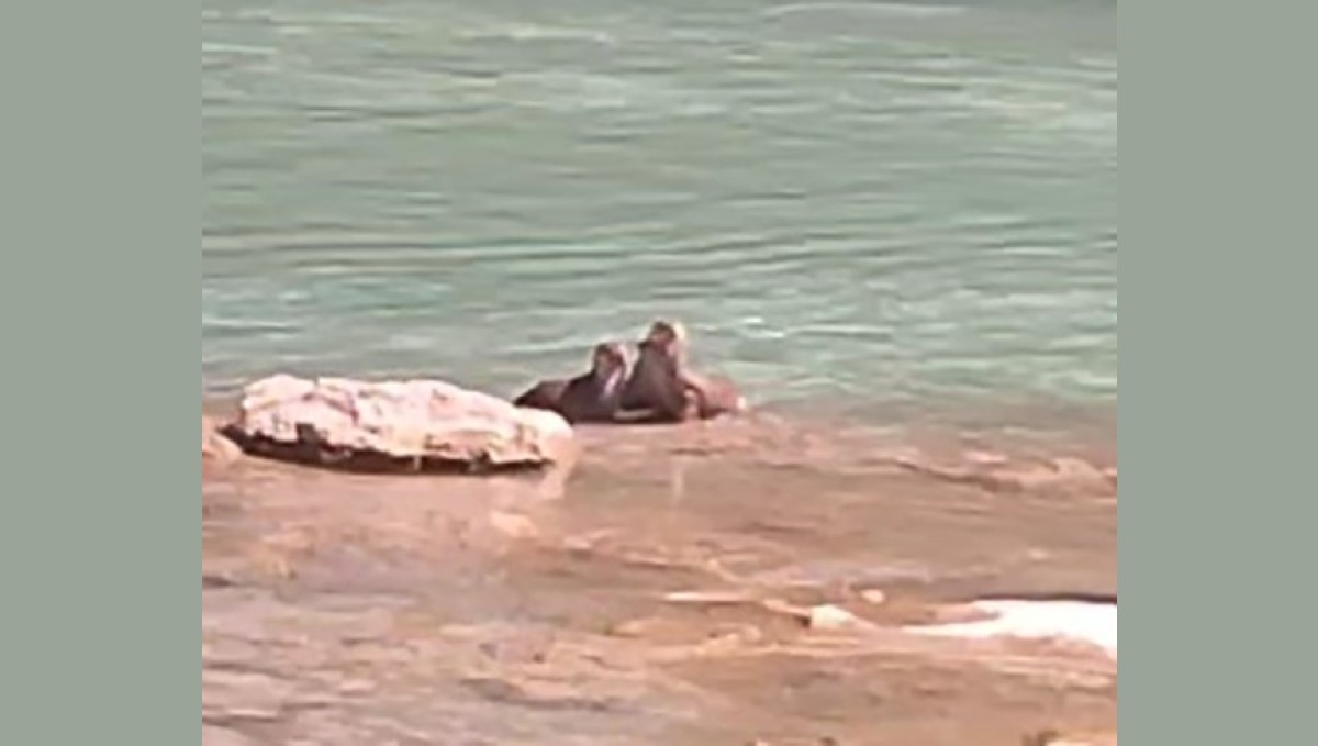 Tunceli'de su samurları görüntülendi