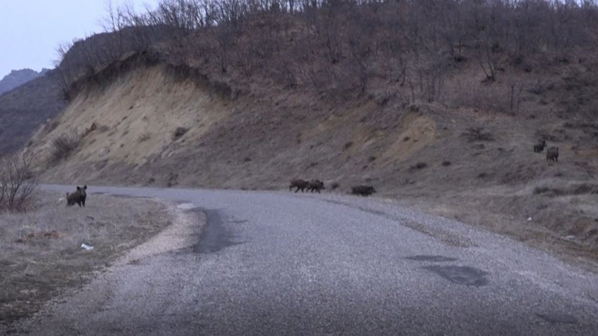 Tunceli'de sürü halinde yola inen domuz sürüsü görüntülendi