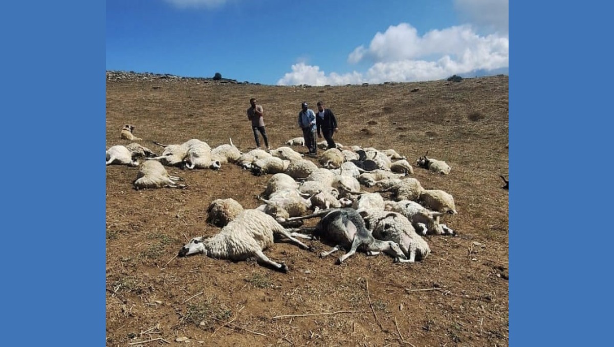 Tunceli'de sürüye yıldırım düştü: 58 koyun telef oldu
