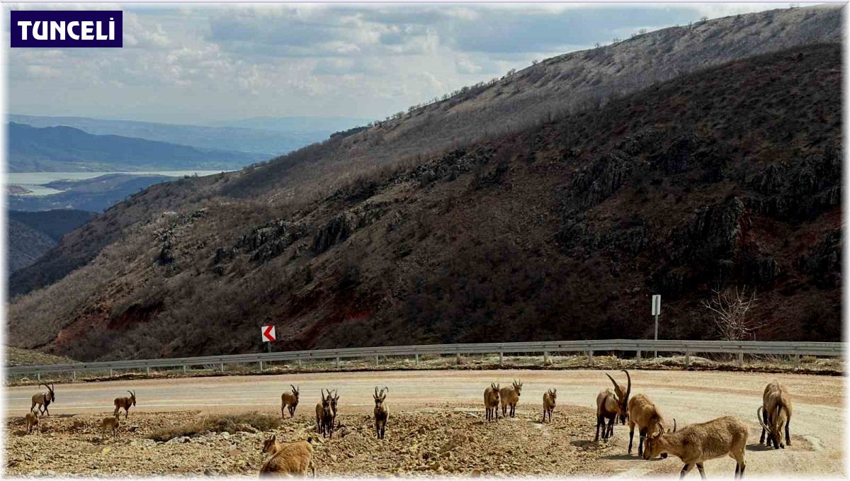 Tunceli'de tuz için kara yoluna inen yaban keçileri görüntülendi