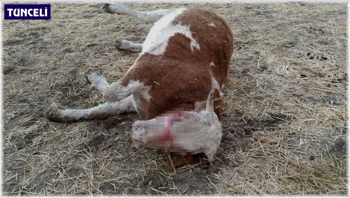 Tunceli'de üzerine yıldırım düşen inek telef oldu