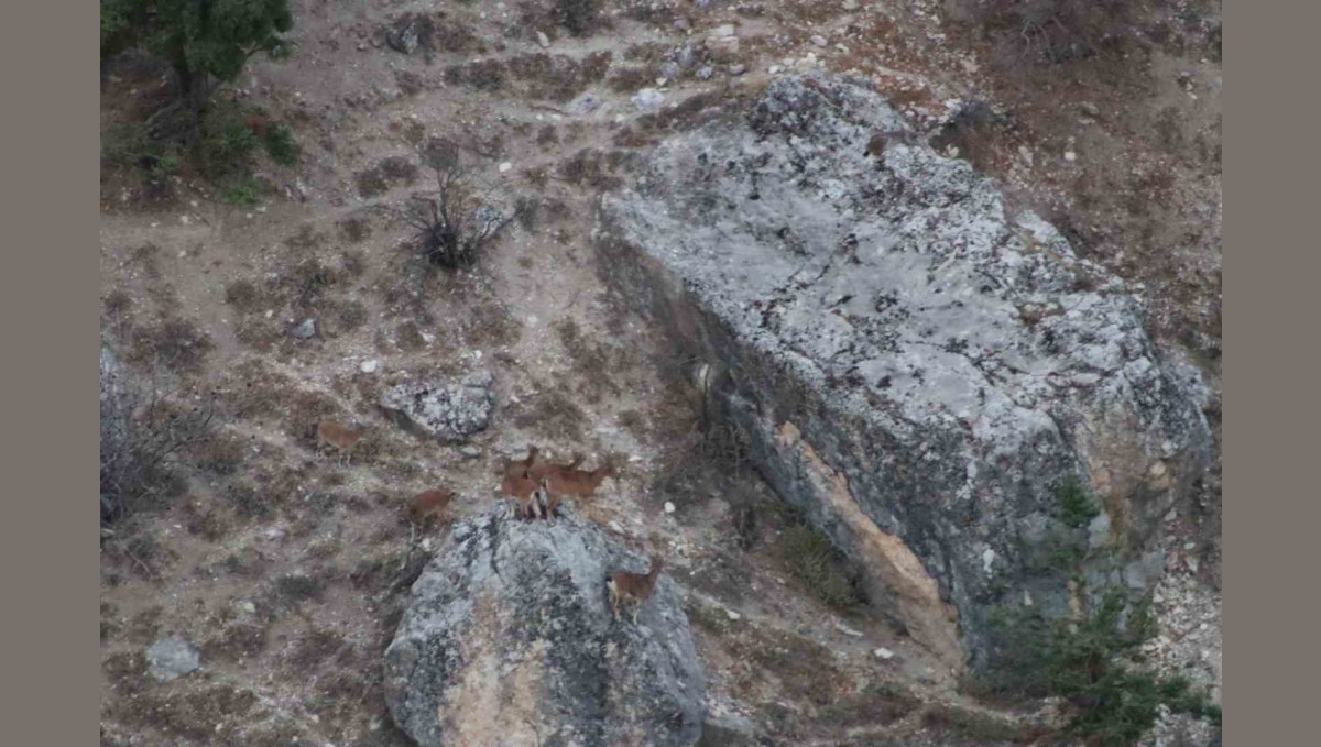 Tunceli'de vaşak görüntülendi