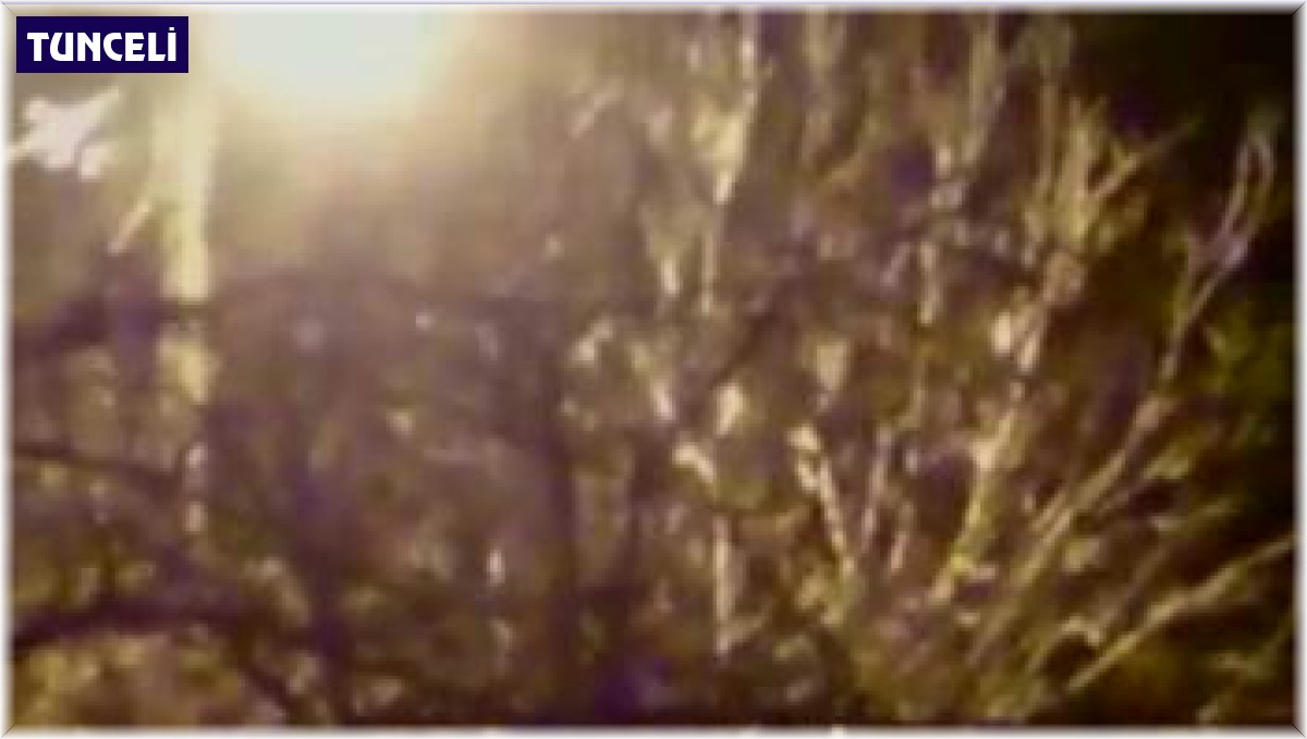 Tunceli'de vatandaşın ağaca çıkan ayıyla güldüren konuşması