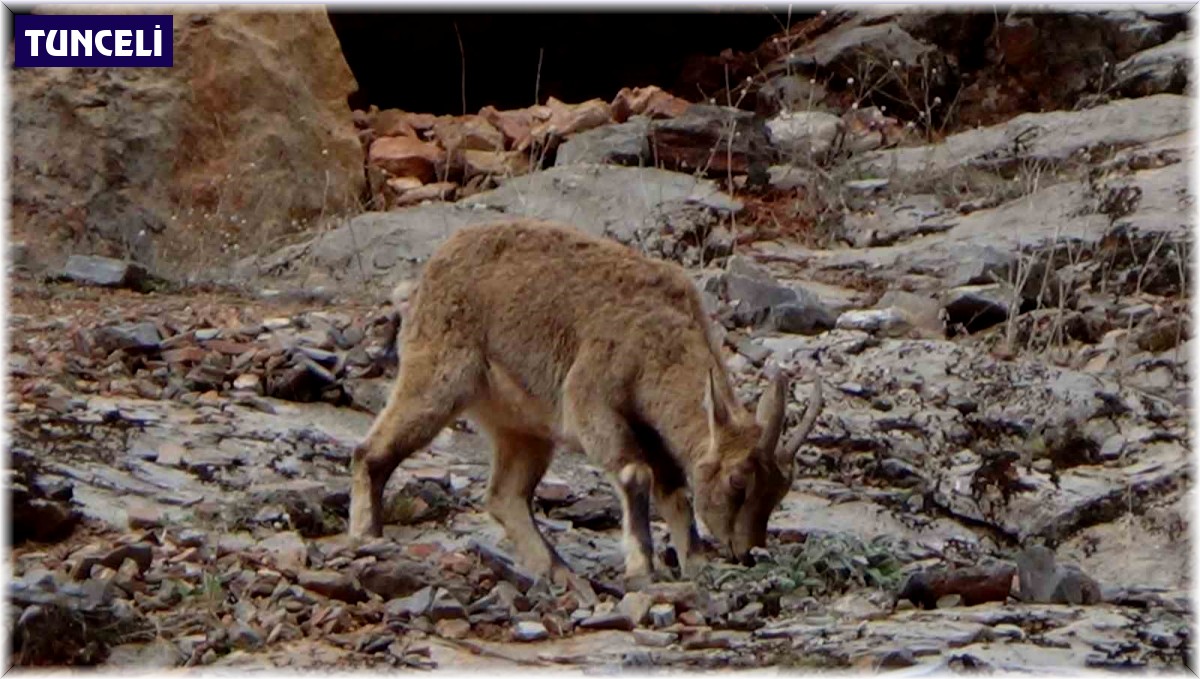 Tunceli'de vatandaşlar yol kenarına inen dağ keçilerini izledi