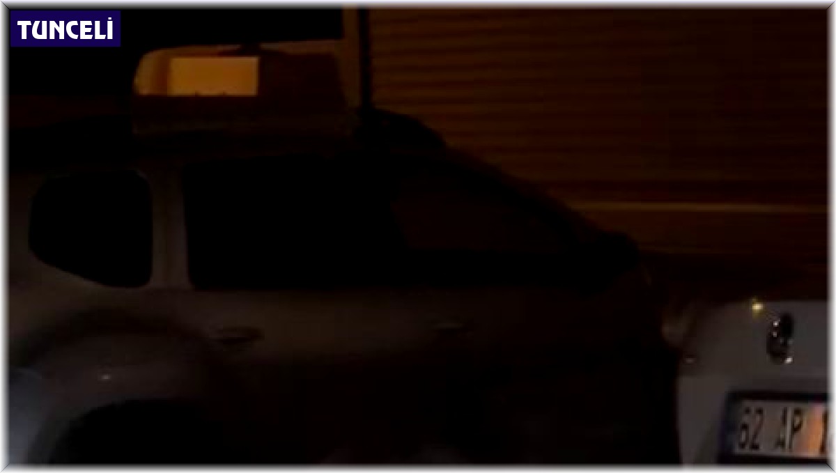 Tunceli'de yaban domuzları, yavrularıyla birlikte yerleşim yerine indi