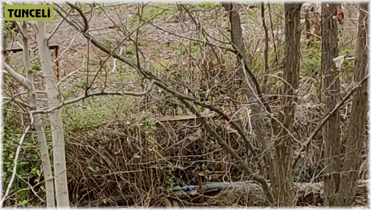 Tunceli'de yaban domuzu evin bahçesinde yavruladı
