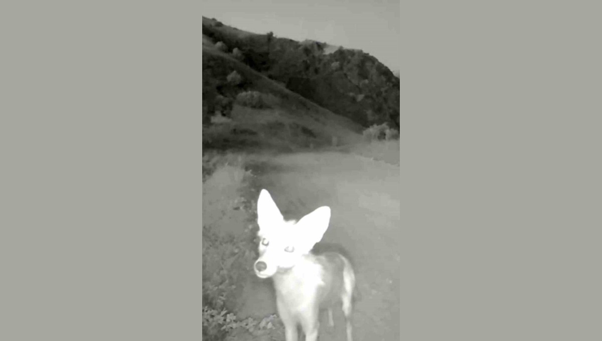 Tunceli'de yaban hayatı kameraya yansıdı