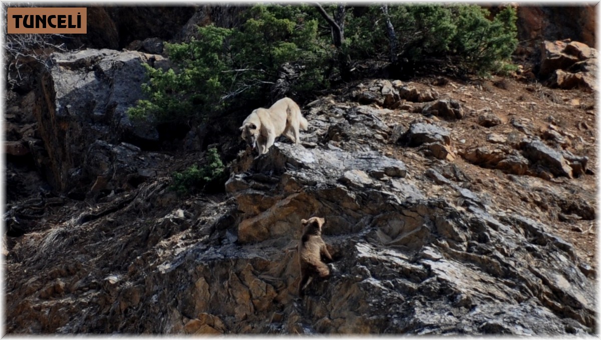 Tunceli'de yaban hayvanları başıboş köpeklerin hedefinde