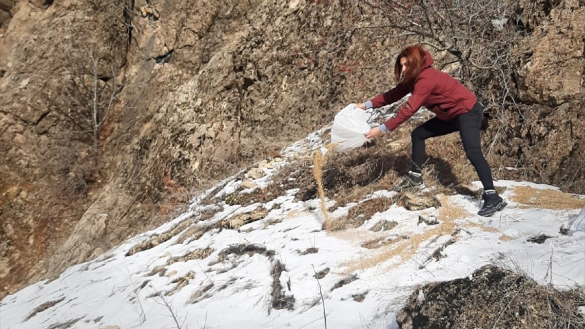 Tunceli'de yaban hayvanları için doğaya 6 ton yem bırakıldı