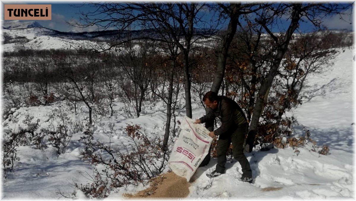 Tunceli'de yaban hayvanları için doğaya yem bırakıldı