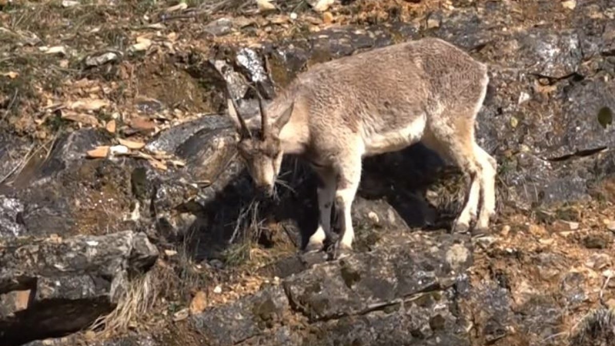 Tunceli'de yaban keçileri görüntülendi