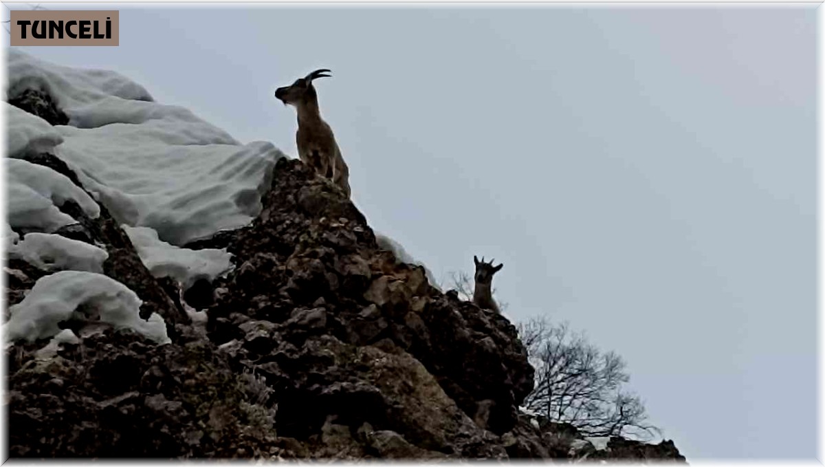 Tunceli'de yaban keçileri görüntülendi